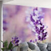 lavenderg198